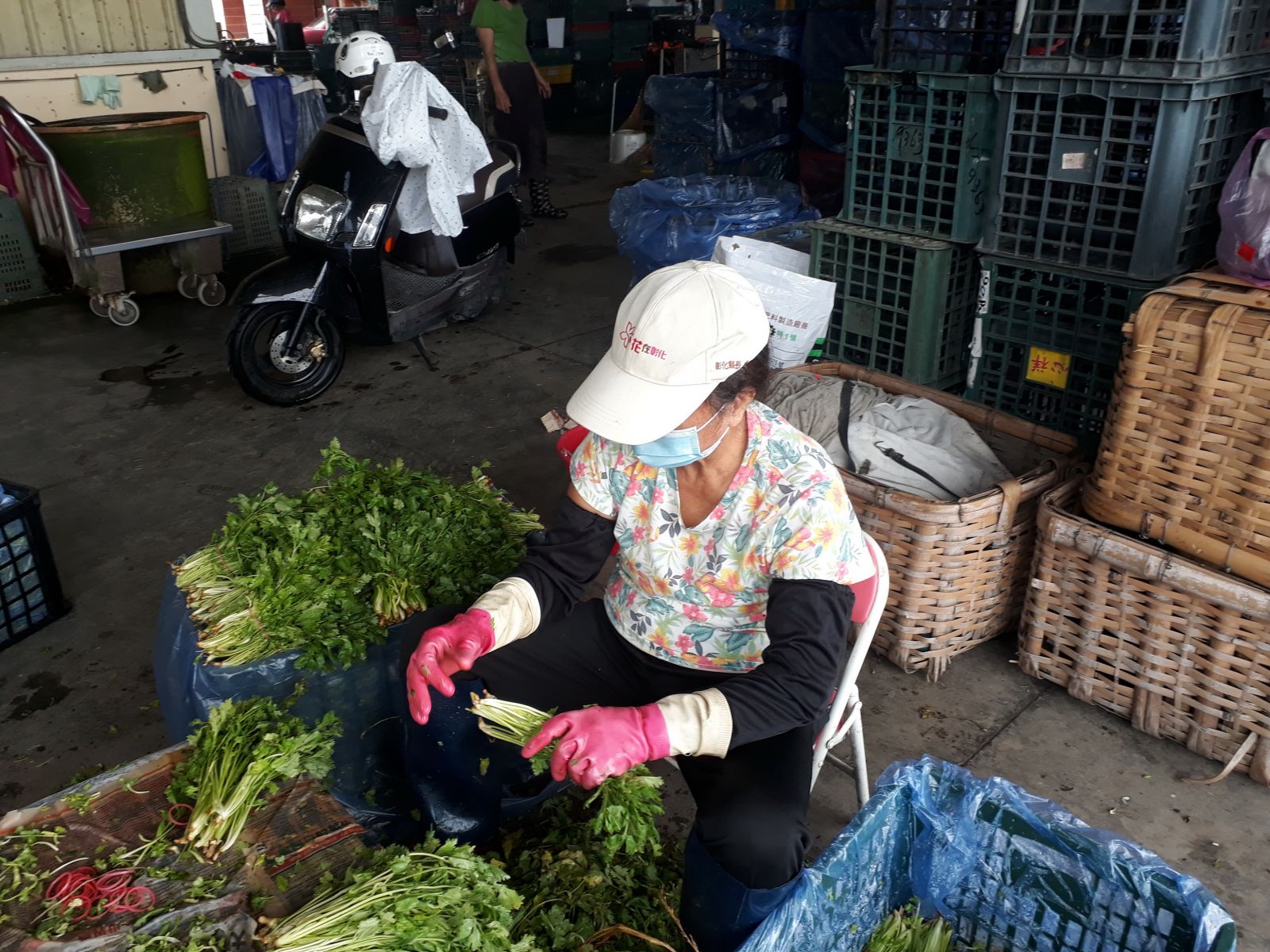 影/美食少了香菜（芫荽）很不對味　菜農：都遭雨水滅頂了 - https://www.watchmedia01.com