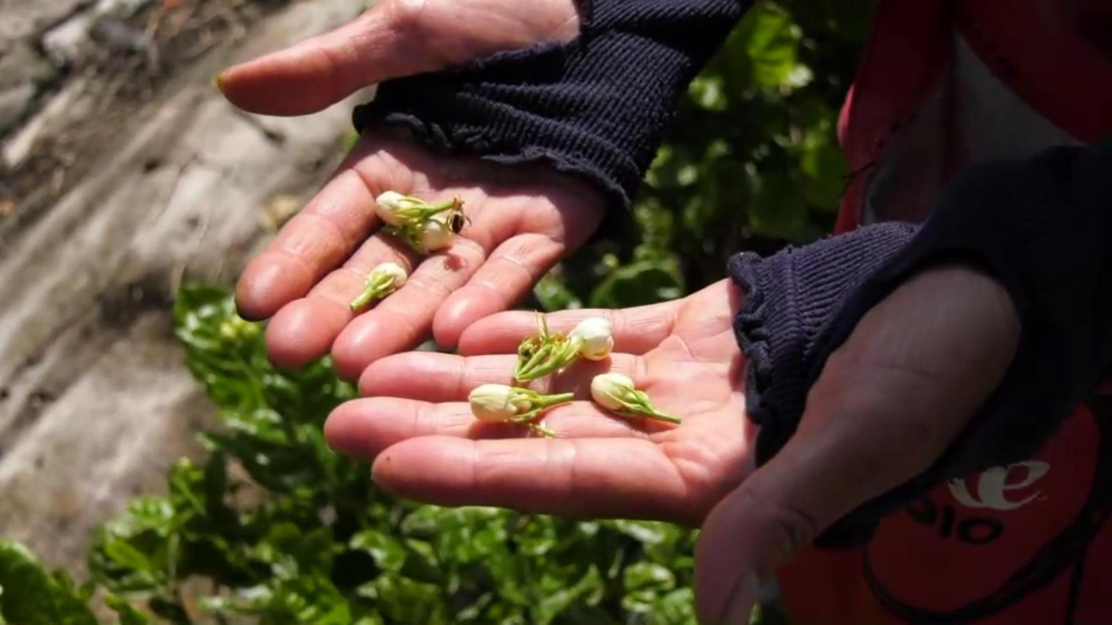影／感謝防疫醫護人員　花壇鄉農會致贈茉莉花茶 - https://www.watchmedia01.com