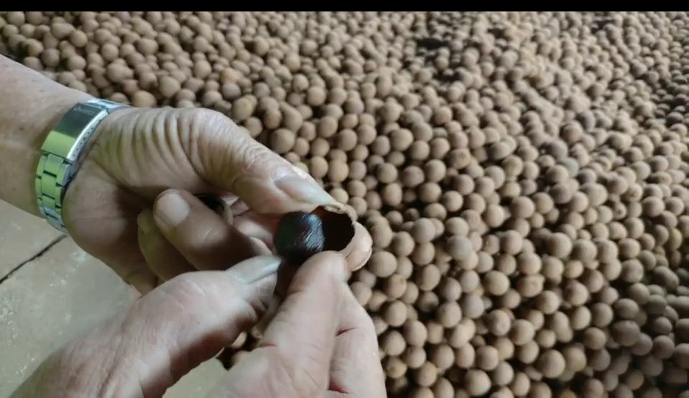 影／古灶烘龍眼乾　二水老農茆木聰保留傳統烘焙龍眼功夫 - https://www.watchmedia01.com
