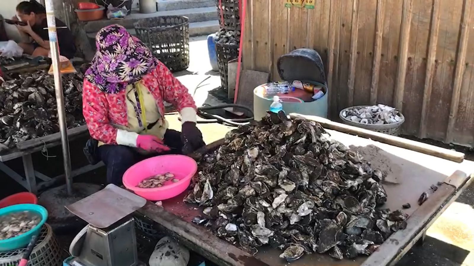 影／台灣養蚵業遭中國、越南衝擊　彰雲嘉南四縣市蚵農拒絕進口 - https://www.watchmedia01.com