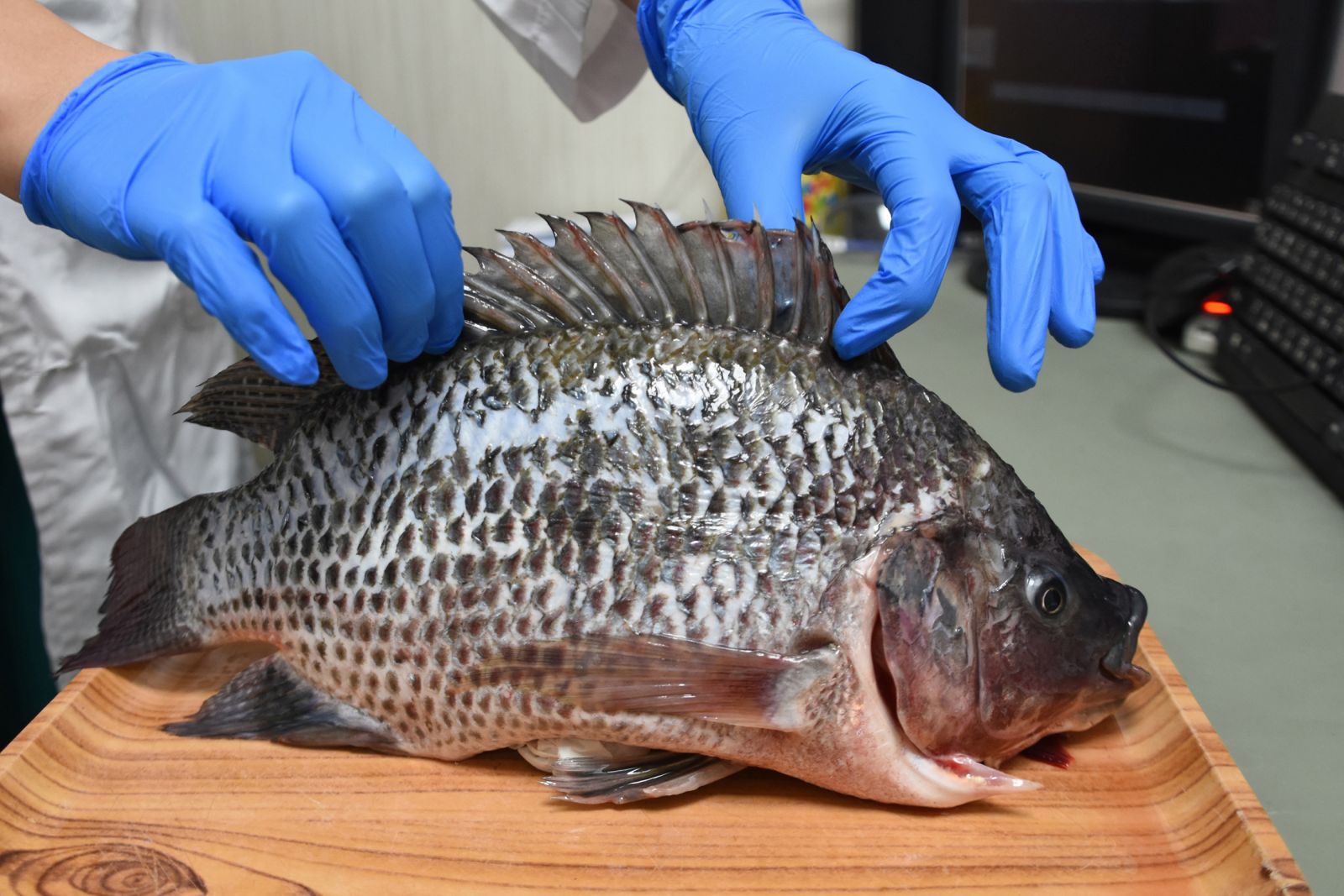 影／魚鰭刺傷感染「創傷弧菌」　8旬嬤壞死性筋膜炎險喪命 - https://www.watchmedia01.com