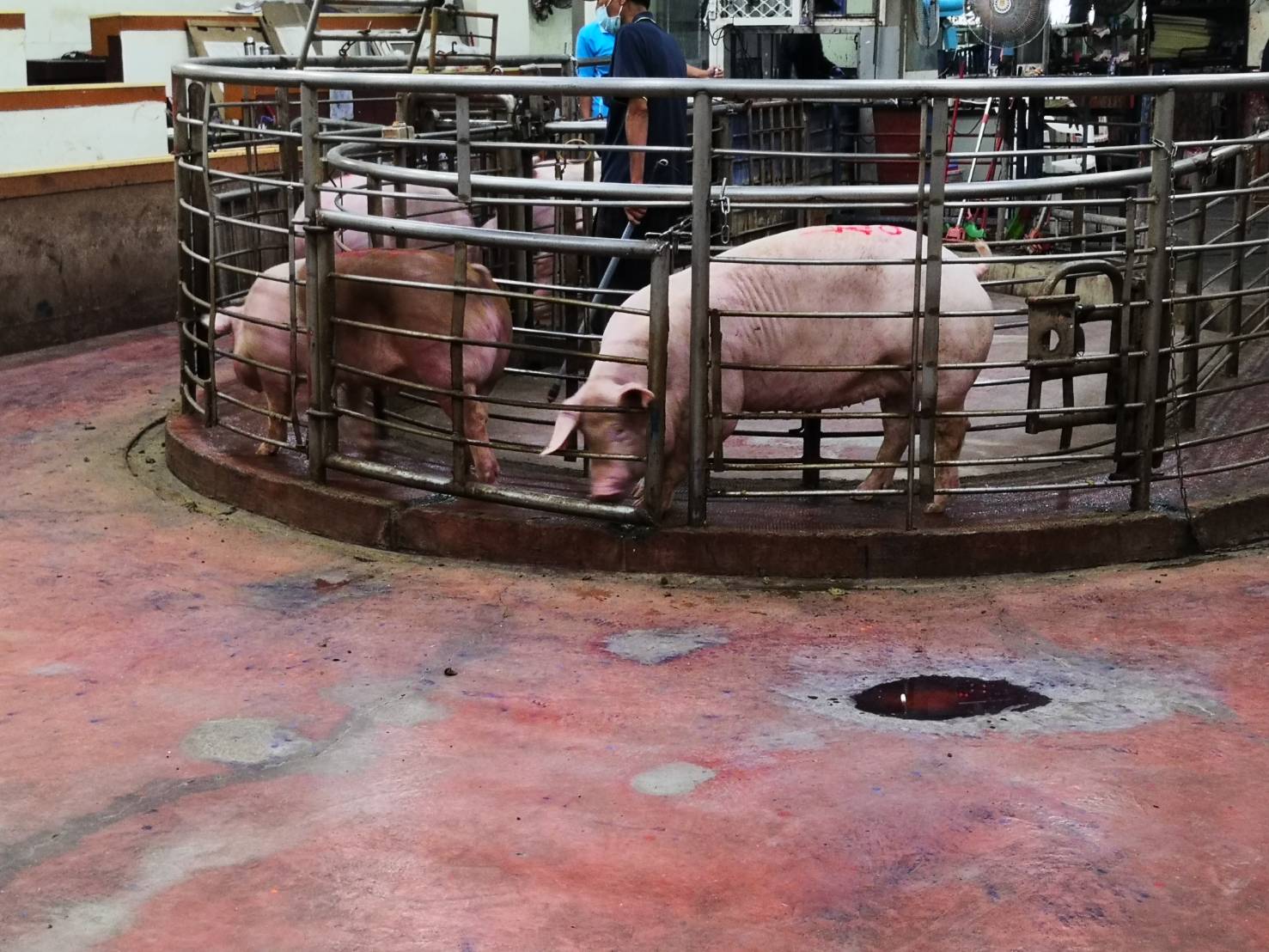影／中秋防疫　地方政府禁戶外烤肉　豬價大跌壓縮豬農獲利 - https://www.watchmedia01.com