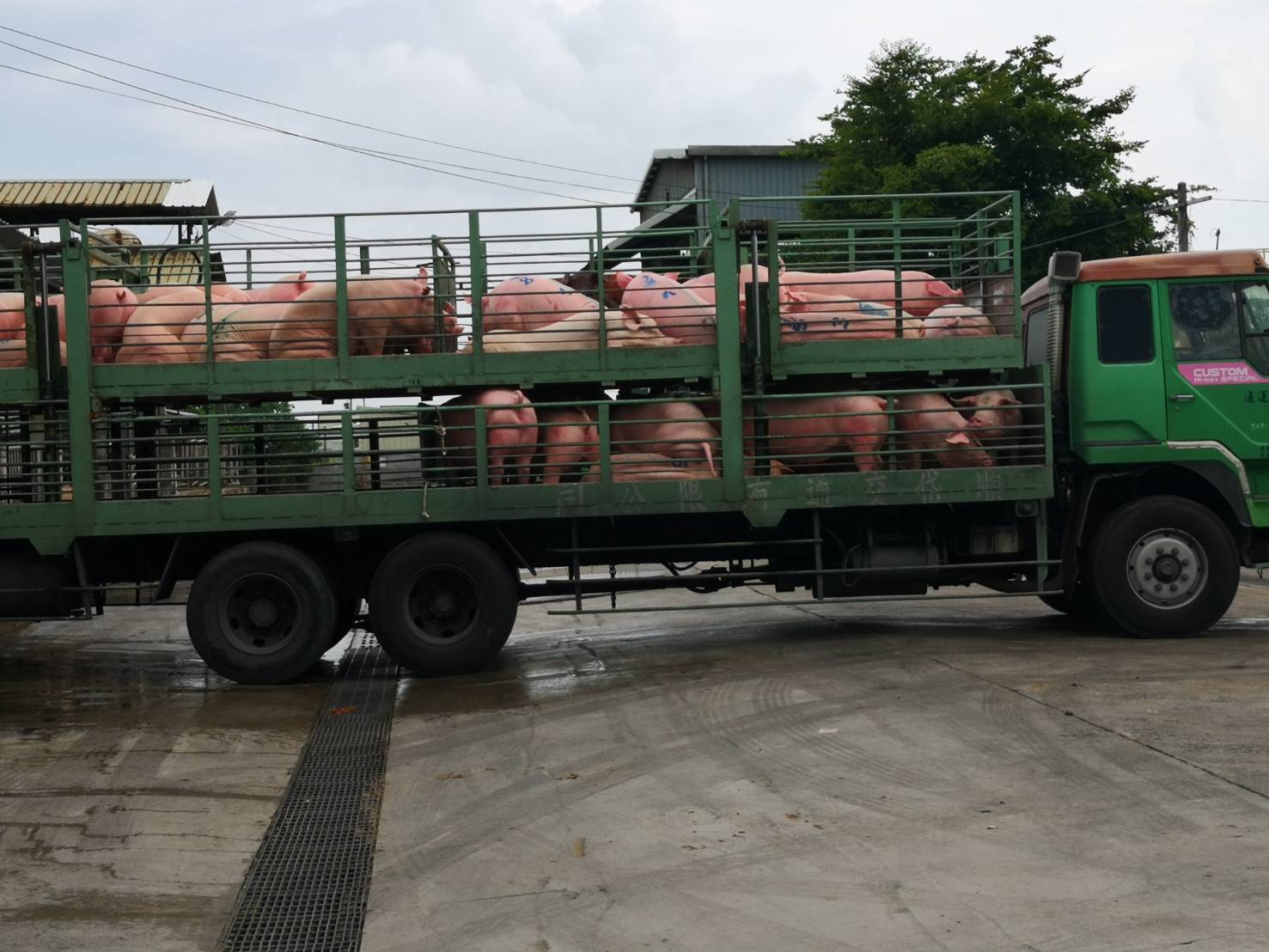 影／中秋防疫　地方政府禁戶外烤肉　豬價大跌壓縮豬農獲利 - https://www.watchmedia01.com