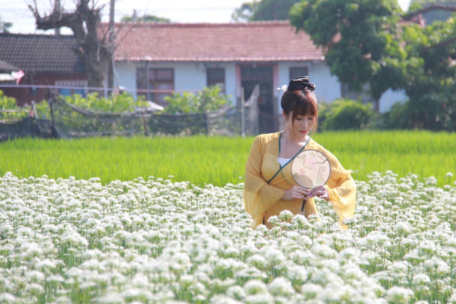 祕境！好浪漫的「韭」月雪！韭菜花田就像白雪覆蓋 - https://www.watchmedia01.com