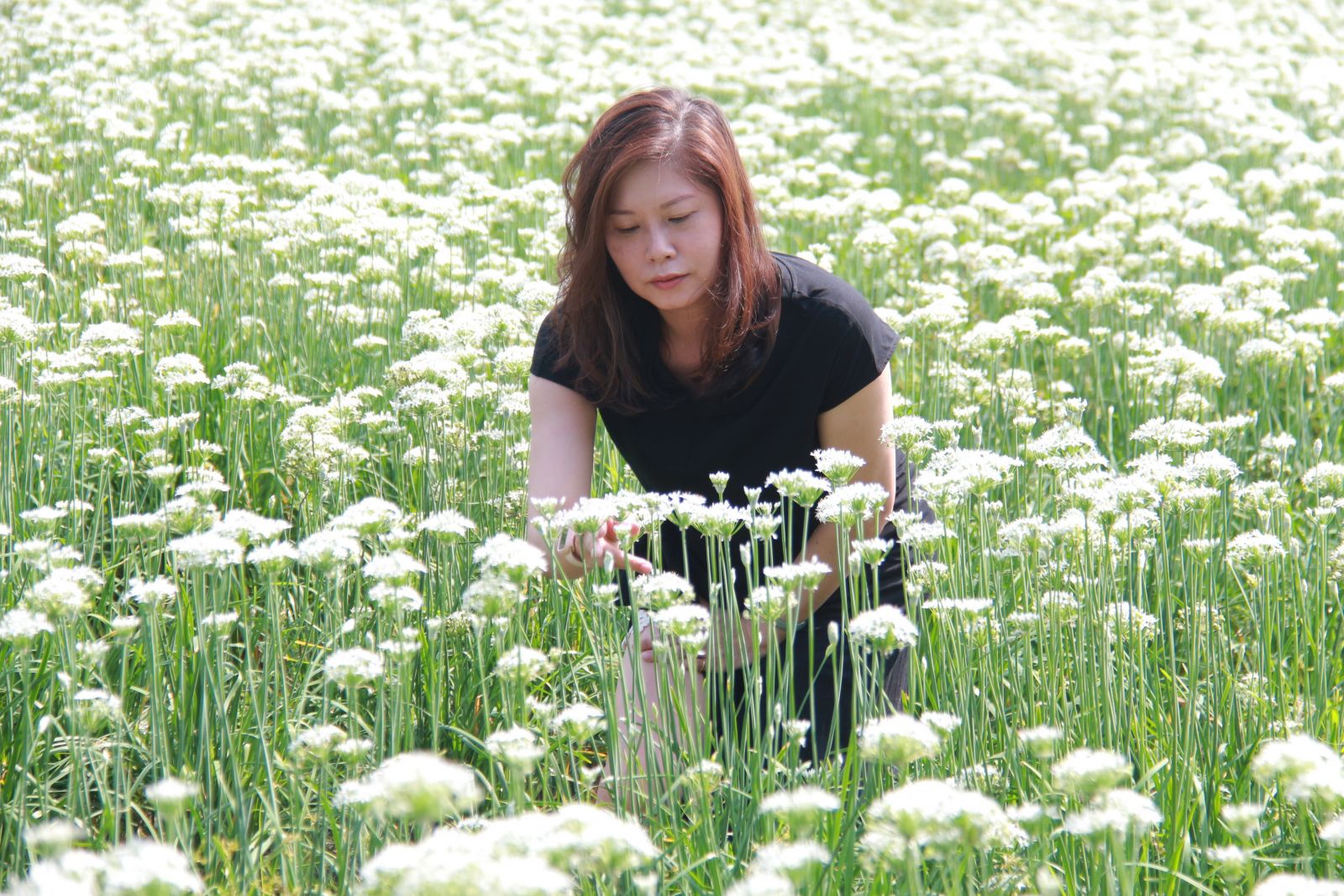 祕境！好浪漫的「韭」月雪！韭菜花田就像白雪覆蓋 - https://www.watchmedia01.com