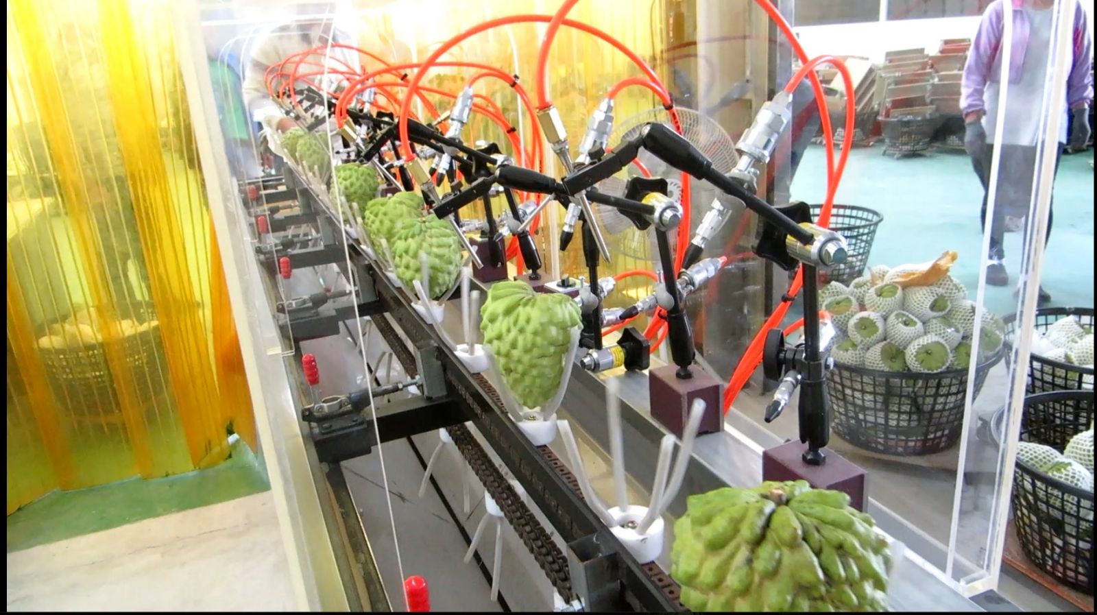 維護釋迦高品質 台東縣政府協助釋迦有害生物零檢出 - https://www.watchmedia01.com