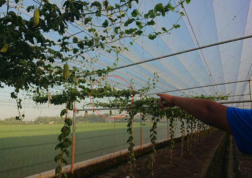 影／炸彈媽不願背黑鍋！鴛鴦盜偷竊農作物廟前銷贓栽跟斗 - https://www.watchmedia01.com