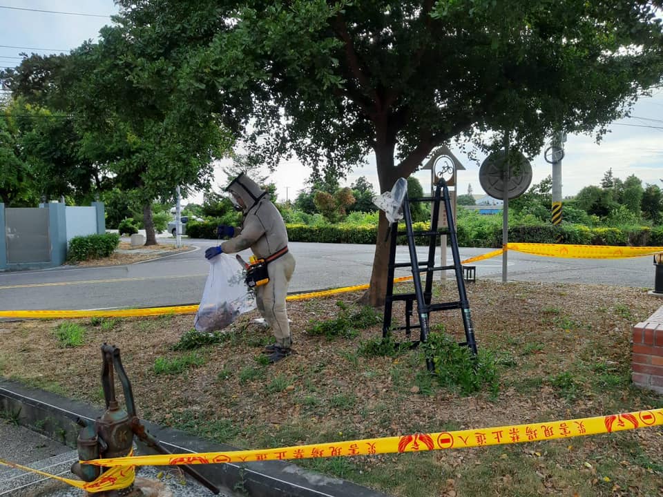 生人勿近　埔鹽糯米風味坊公園 籃球般大虎頭蜂窩高掛樹上 - https://www.watchmedia01.com