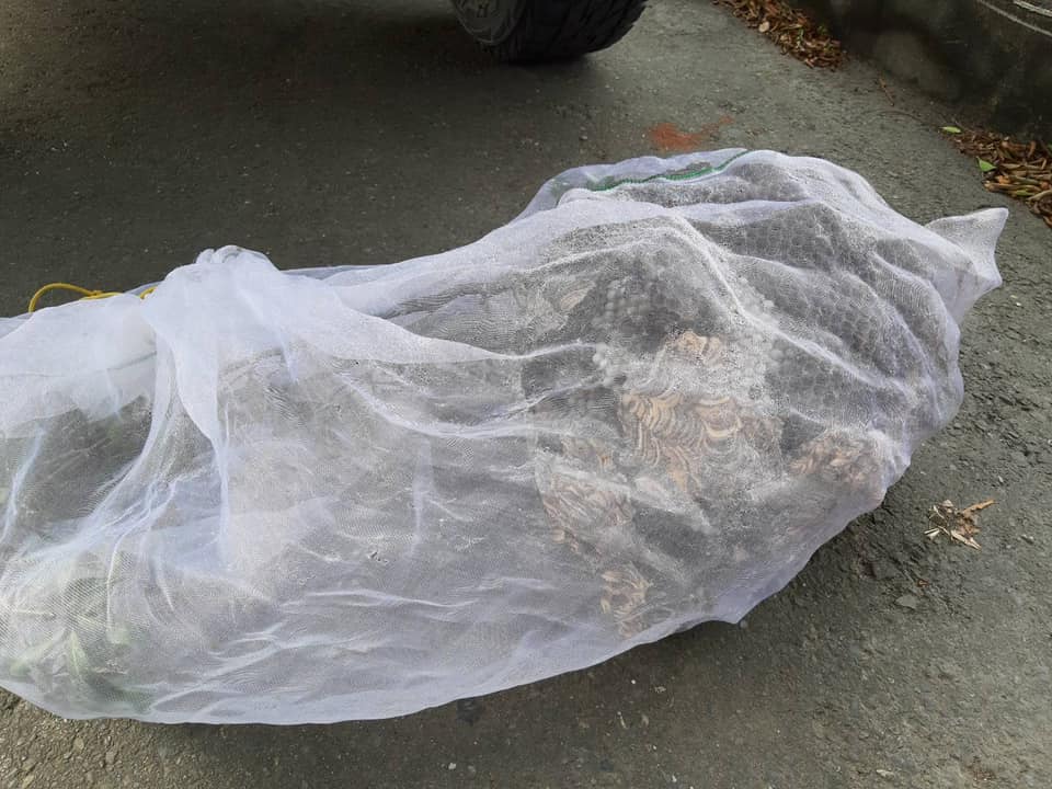 生人勿近　埔鹽糯米風味坊公園 籃球般大虎頭蜂窩高掛樹上 - https://www.watchmedia01.com