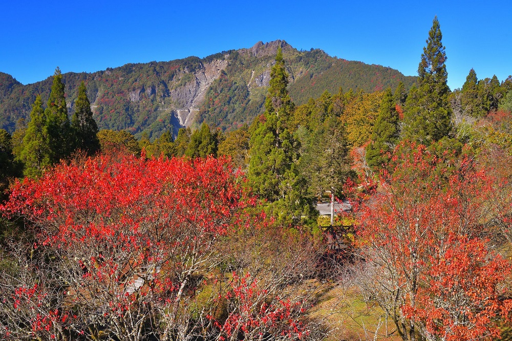 林鐵推賞楓主題列車 高山鐵道楓紅之美盡在眼前 - https://www.watchmedia01.com