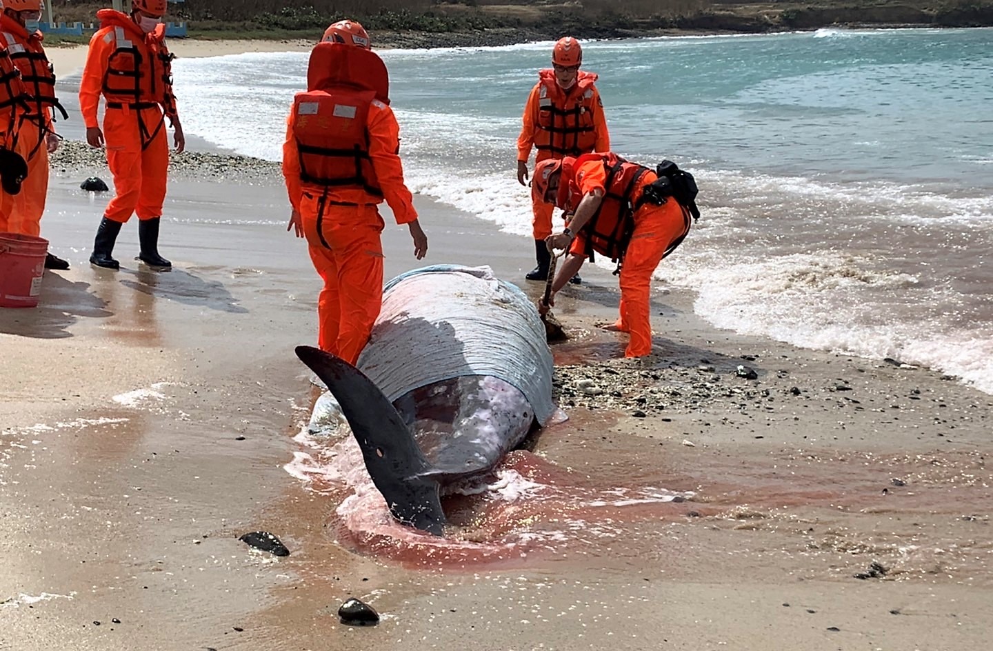 鯨豚遇難 柏氏中喙鯨擱淺澎湖風櫃沙灘死亡 - https://www.watchmedia01.com