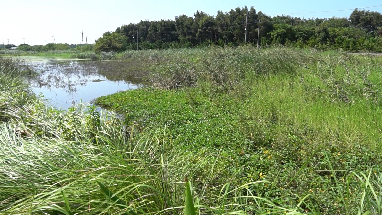 影／蘇治芬為偏鄉打造生態埤塘　水林溝澤大湖綠美化開工 - https://www.watchmedia01.com