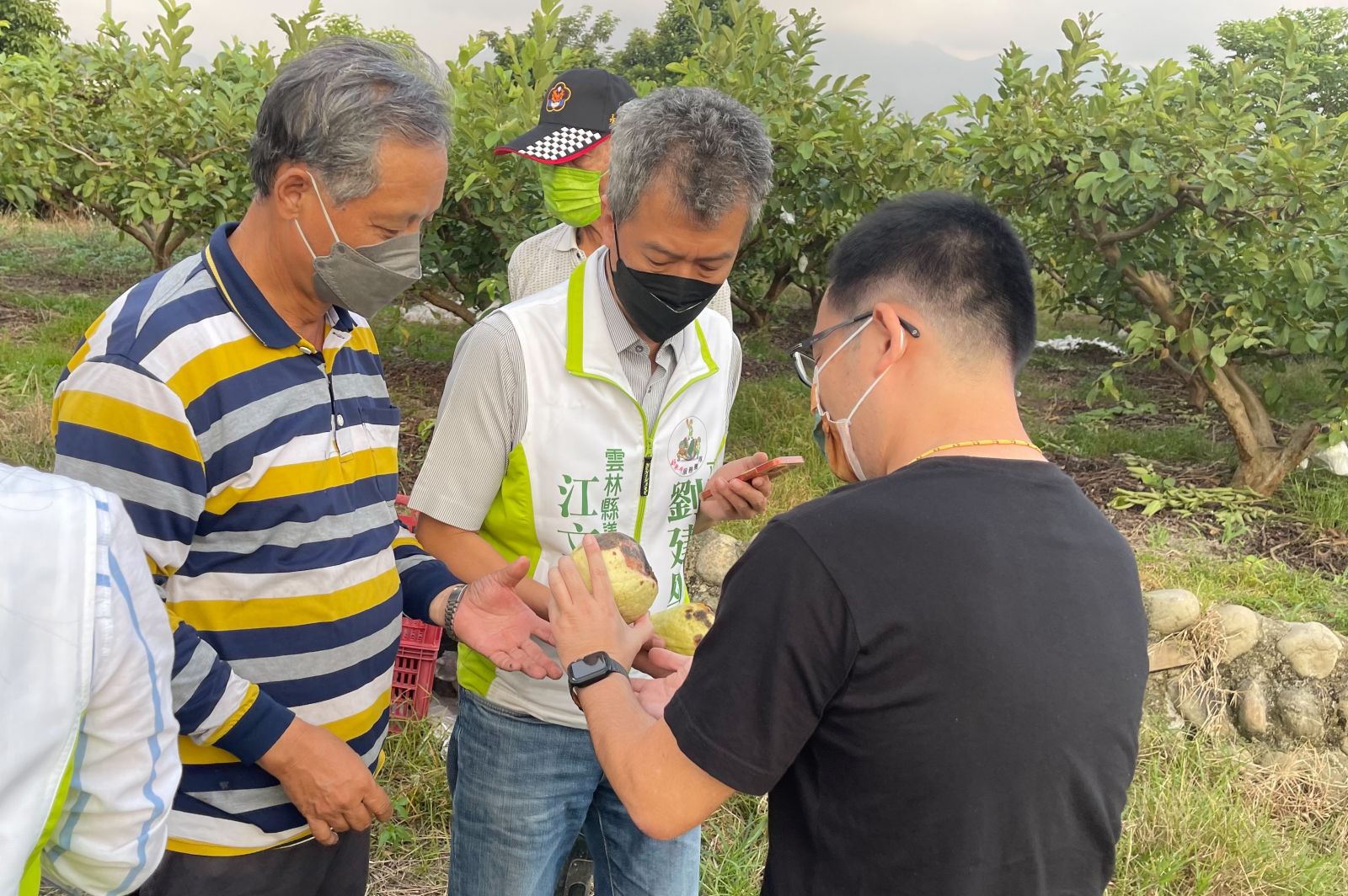 古坑芭樂災害救助引不滿　劉建國要求重啟認定八成獲補助 - https://www.watchmedia01.com