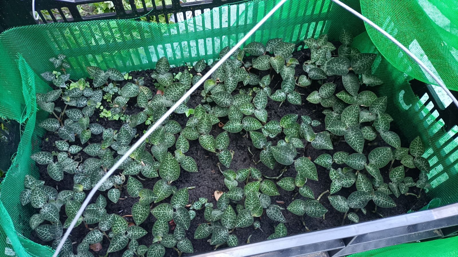 影/看見森林的遠見 嘉義林管處與阿里山部落聯手打造林下經濟 - https://www.watchmedia01.com