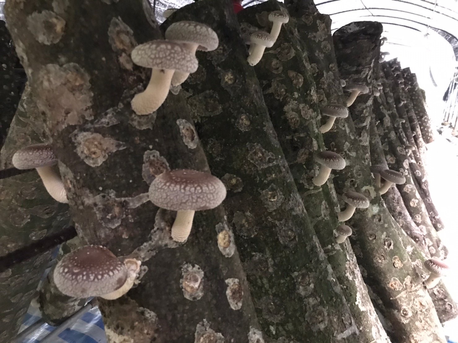 影/看見森林的遠見 嘉義林管處與阿里山部落聯手打造林下經濟 - https://www.watchmedia01.com