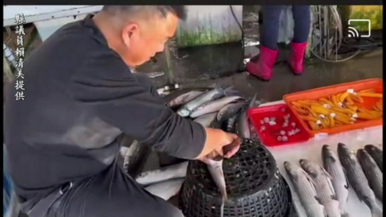 影／野生先頭烏搶「鮮」報到！漁民網撈上千尾 - https://www.watchmedia01.com