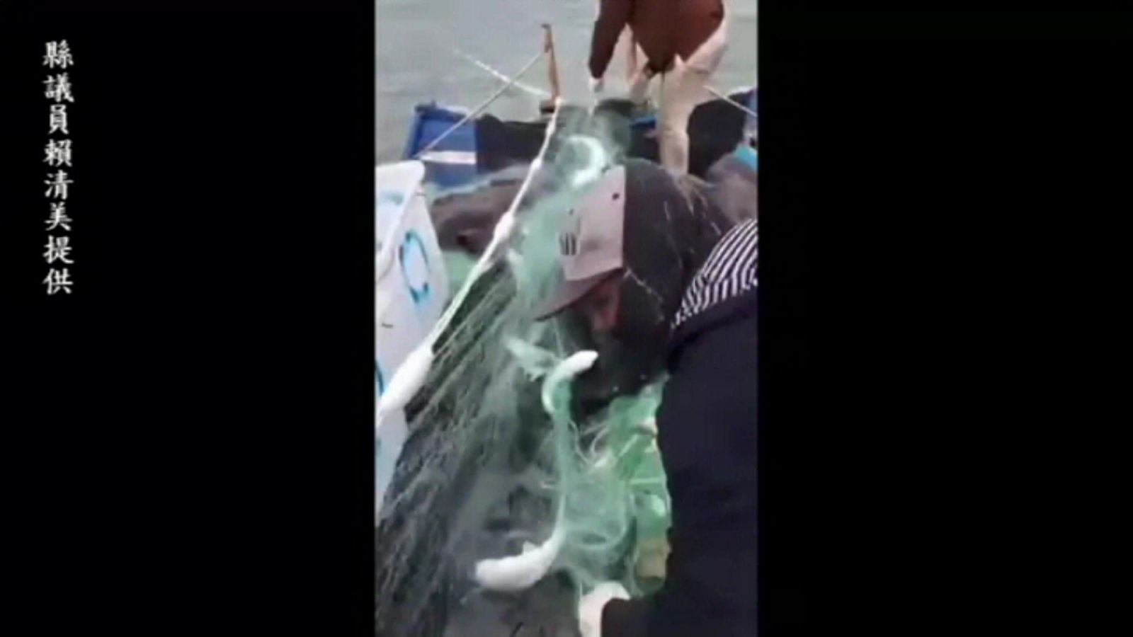 影／野生先頭烏搶「鮮」報到！漁民網撈上千尾 - https://www.watchmedia01.com