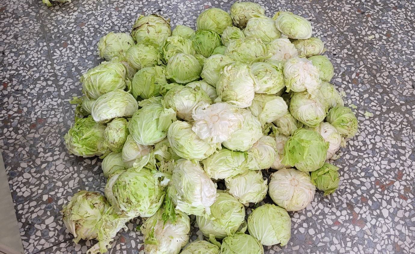 膽大包天！揪團盜採高麗菜　臺西警緝獲11名阿公阿嬤級犯嫌 - https://www.watchmedia01.com