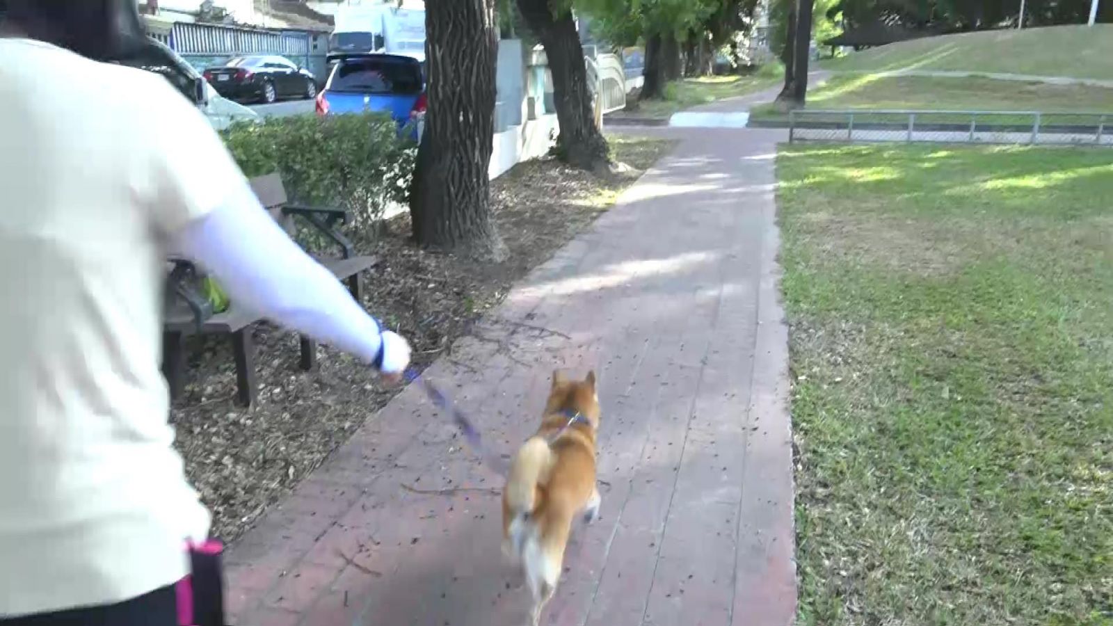 影／擔心像劉俠一樣 溜狗追不上腳步　竟是類風濕性關節炎做怪 - https://www.watchmedia01.com