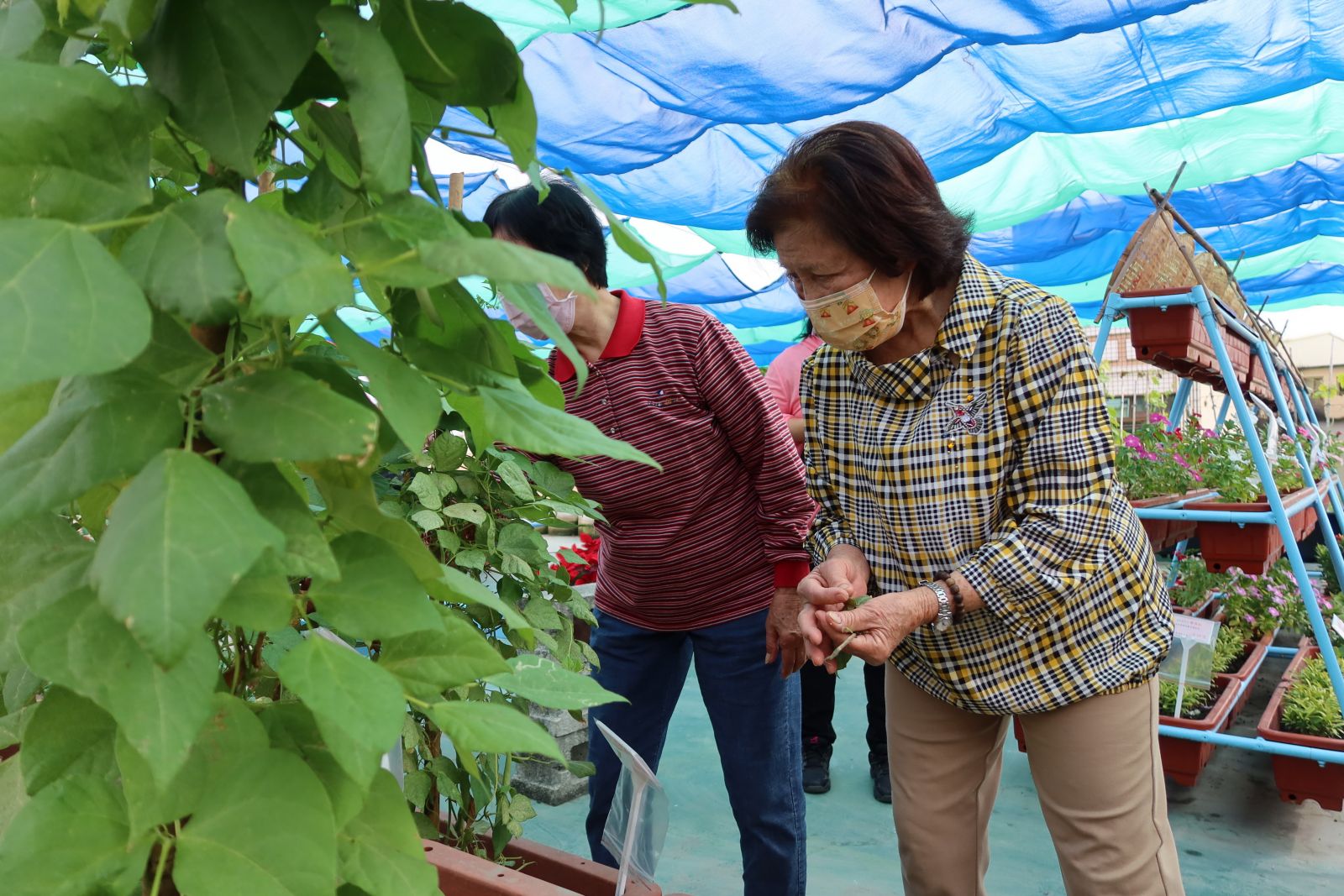 影／花鄉花藝彩繪與園藝療癒　溪畔社區教阿公阿嬤拈花惹草 - https://www.watchmedia01.com
