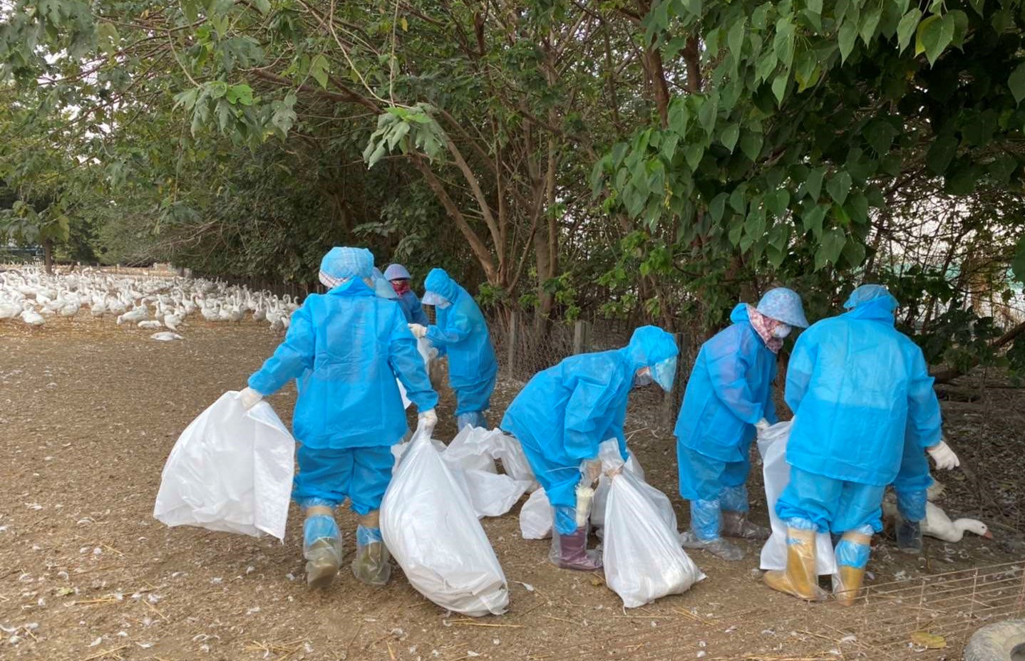 雲林新型H5N2禽流感來襲　國內首例｢禽｣員戒備 - https://www.watchmedia01.com