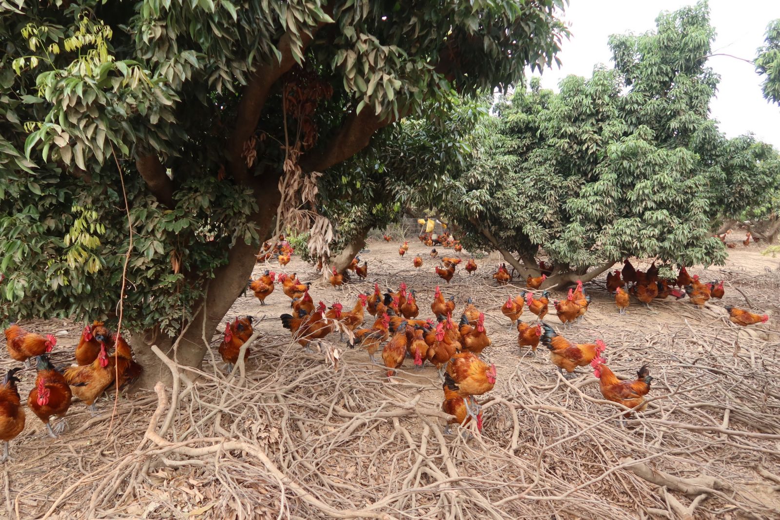 影／採西施柚撿雞蛋　水土保持局推八卦山體驗特色農場 - https://www.watchmedia01.com