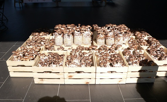 日月潭農樂園行銷活動-向山採集 - https://www.watchmedia01.com