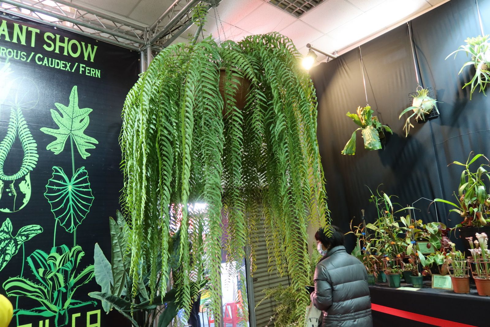 影／花的故鄉療癒爆表　熱帶雨林植物、蕨類、多肉植物　珍奇植物一次看個夠 - https://www.watchmedia01.com