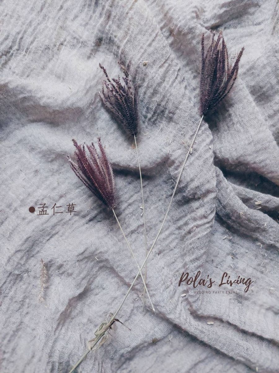 花藝的日常 聖誕鈴聲響 茫茫仁草聖誕花圈製作 - https://www.watchmedia01.com