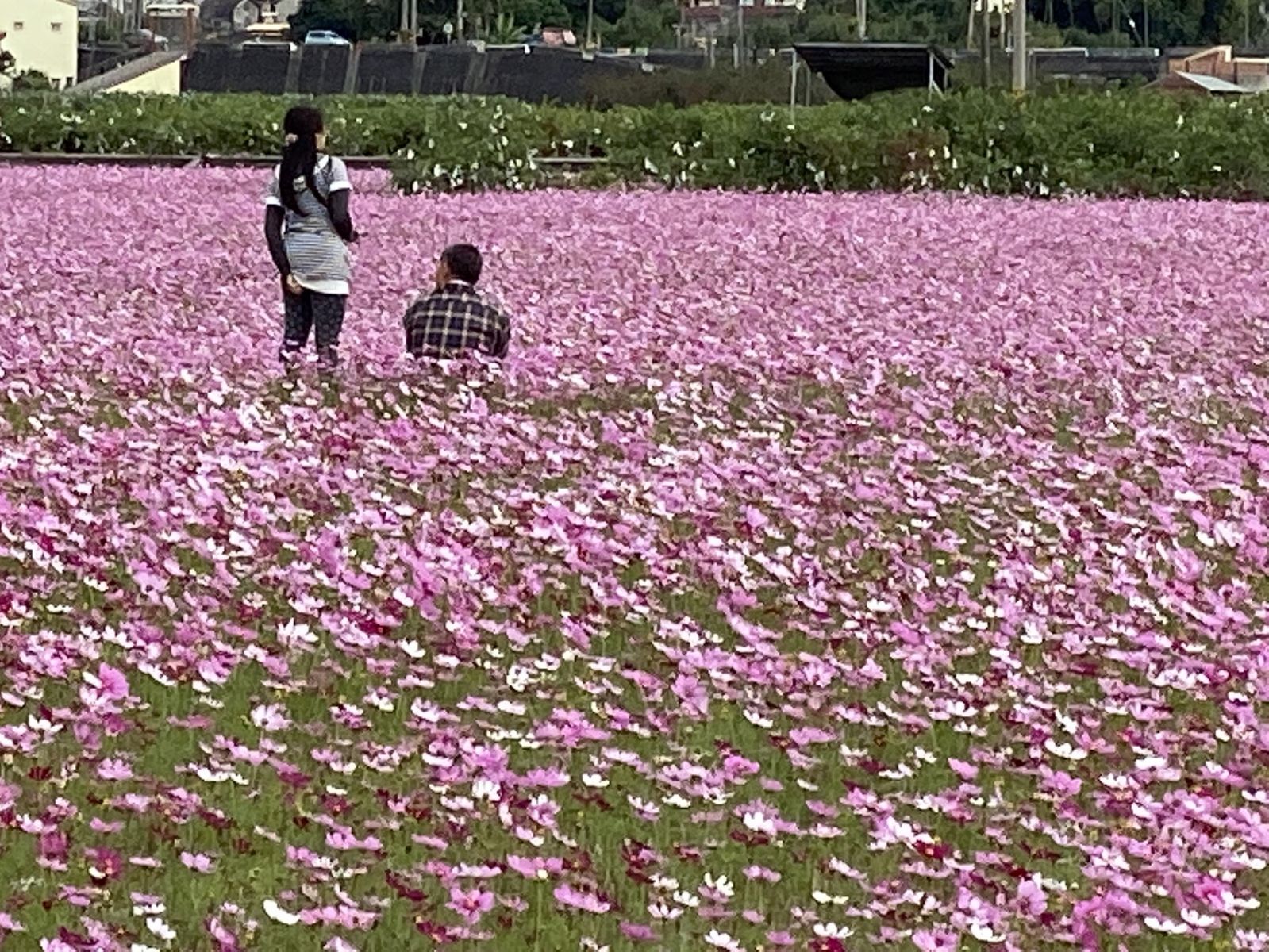 影／粉療癒！田中伯朗大道　望高寮花海盛開「最美交界」 - https://www.watchmedia01.com
