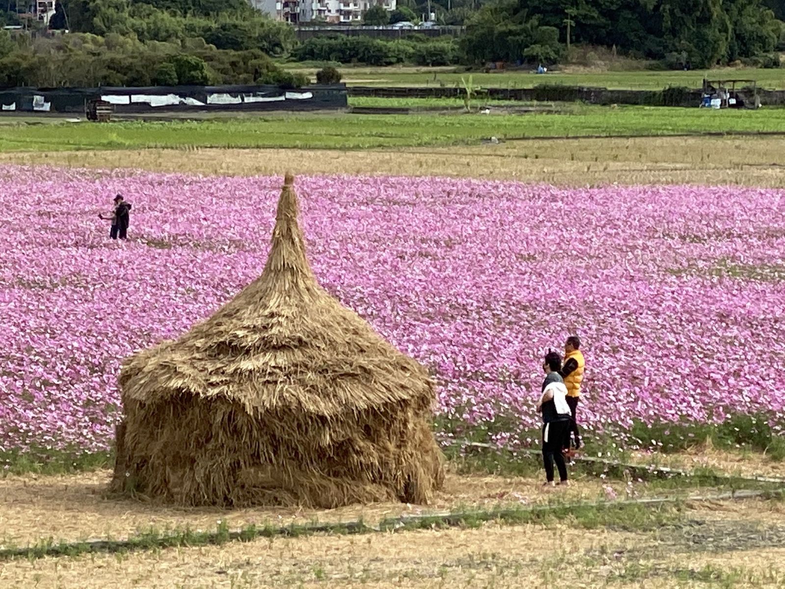 影／粉療癒！田中伯朗大道　望高寮花海盛開「最美交界」 - https://www.watchmedia01.com