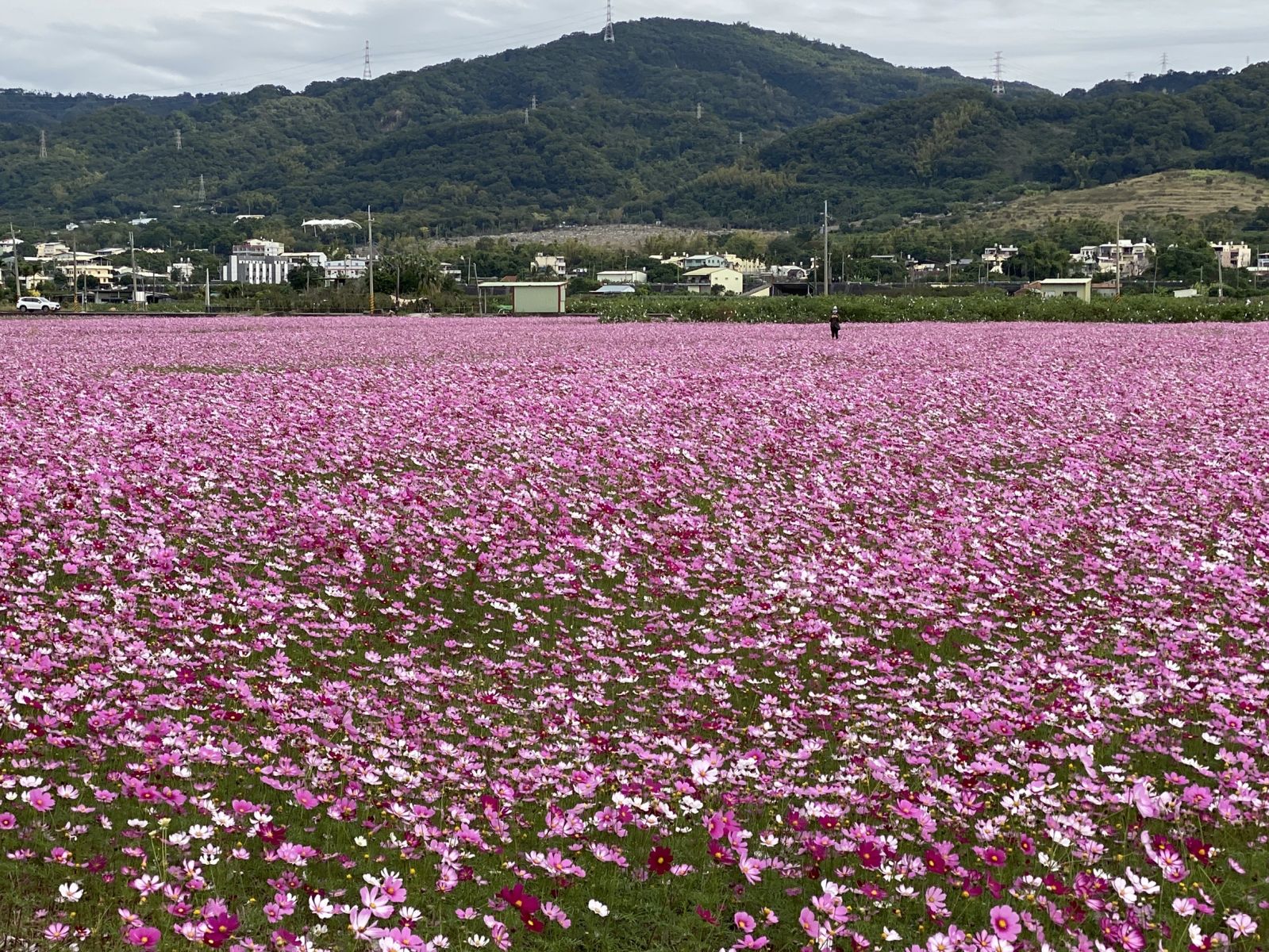 影／粉療癒！田中伯朗大道　望高寮花海盛開「最美交界」 - https://www.watchmedia01.com