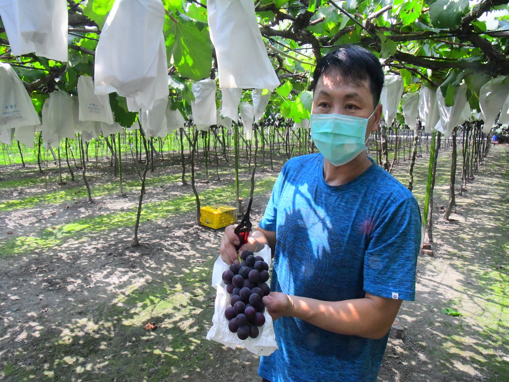 紅光滿面的巨峰小孩 溪湖葡萄農以新工法培育優質鮮果 - https://www.watchmedia01.com