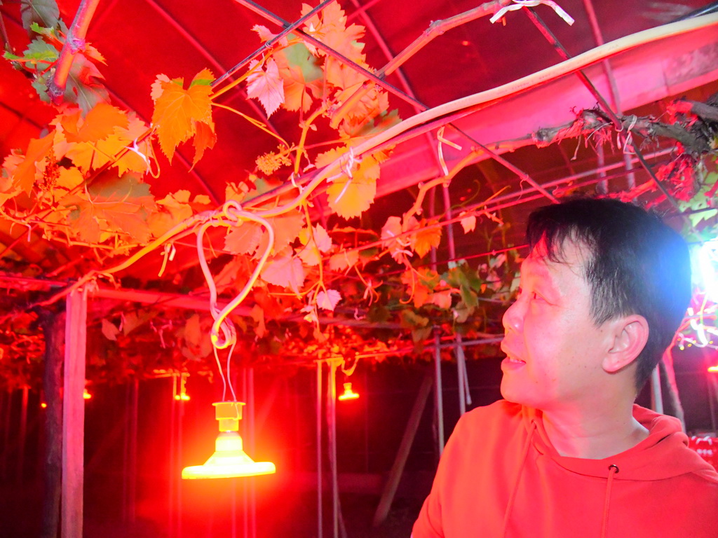 紅光滿面的巨峰小孩 溪湖葡萄農以新工法培育優質鮮果 - https://www.watchmedia01.com