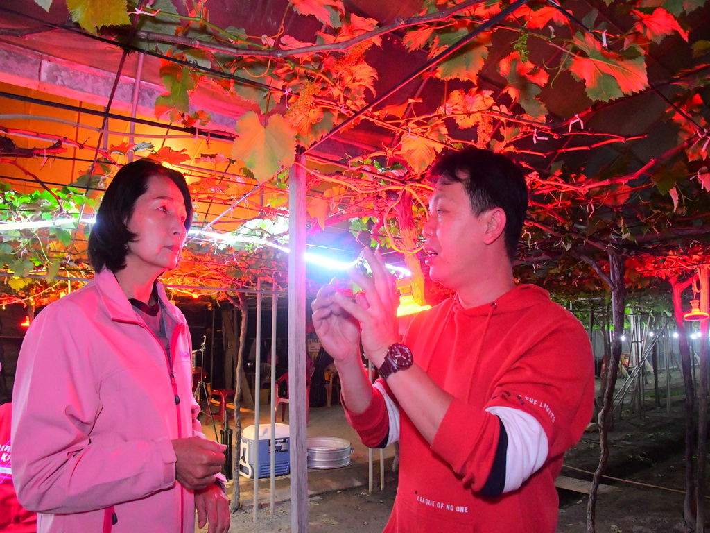 紅光滿面的巨峰小孩 溪湖葡萄農以新工法培育優質鮮果 - https://www.watchmedia01.com