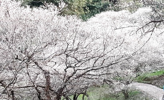 全國唯一鹿茸大餐 在南投縣國姓鄉南港村 - https://www.watchmedia01.com