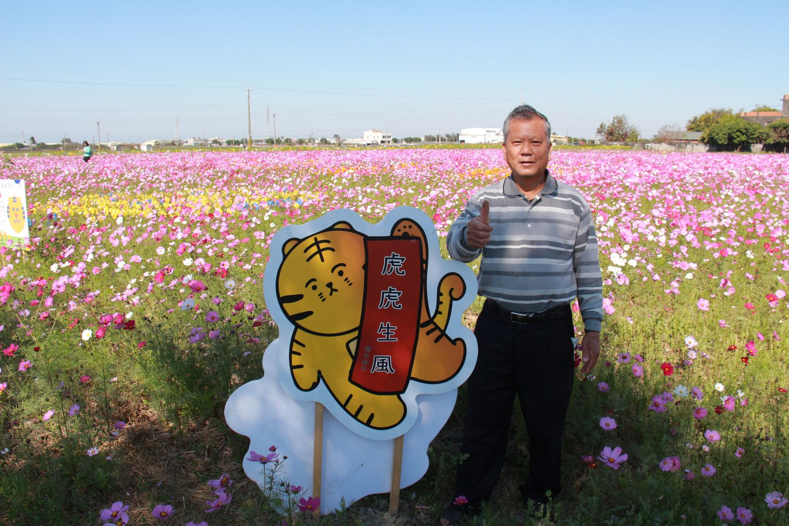影／偽出國！埔鹽波斯菊盛開　南新花海「粉」迷人 - https://www.watchmedia01.com