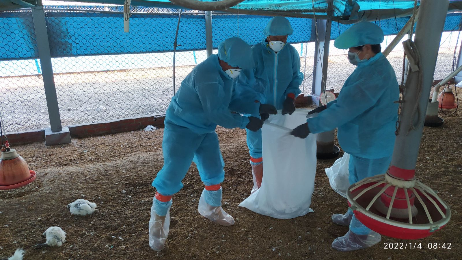 影／天氣冷颼颼　大城鄉蛋中雞場與芳苑鄉土雞場「凍未條」 - https://www.watchmedia01.com