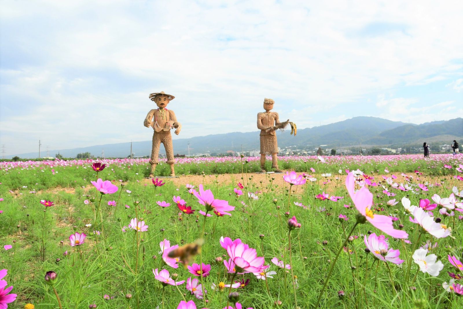 影／彰化七大賞花區曝光　春遊賞花海拍美照不可錯過 - https://www.watchmedia01.com