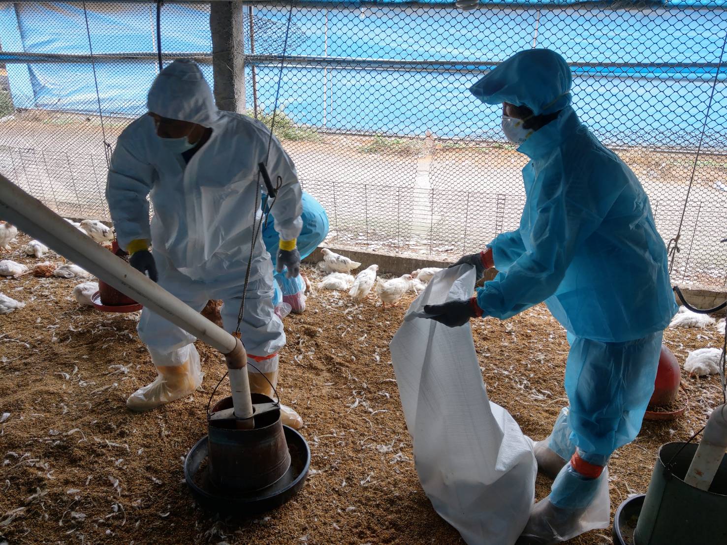 慘「蛋」!蛋雞場又連環爆禽流感!大城、芳苑3養雞場撲殺11萬隻 - https://www.watchmedia01.com