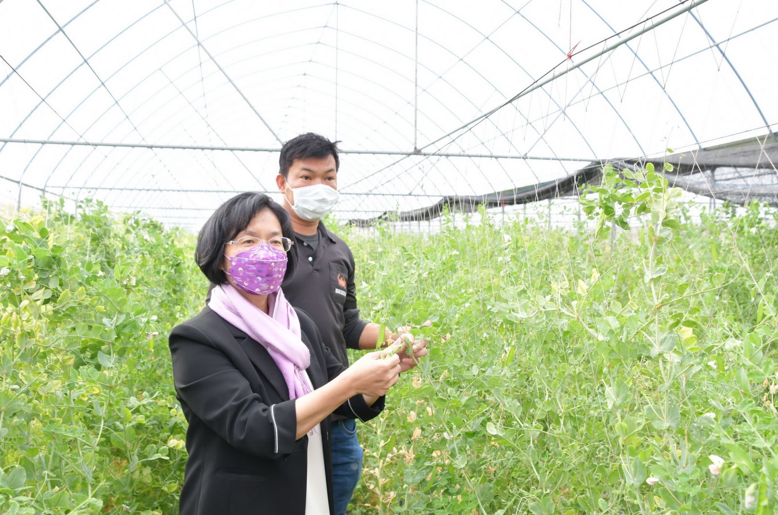 影／「青」勢力顛覆傳統 青農林嘉興溫室栽種無毒豌豆獲肯定　 - https://www.watchmedia01.com
