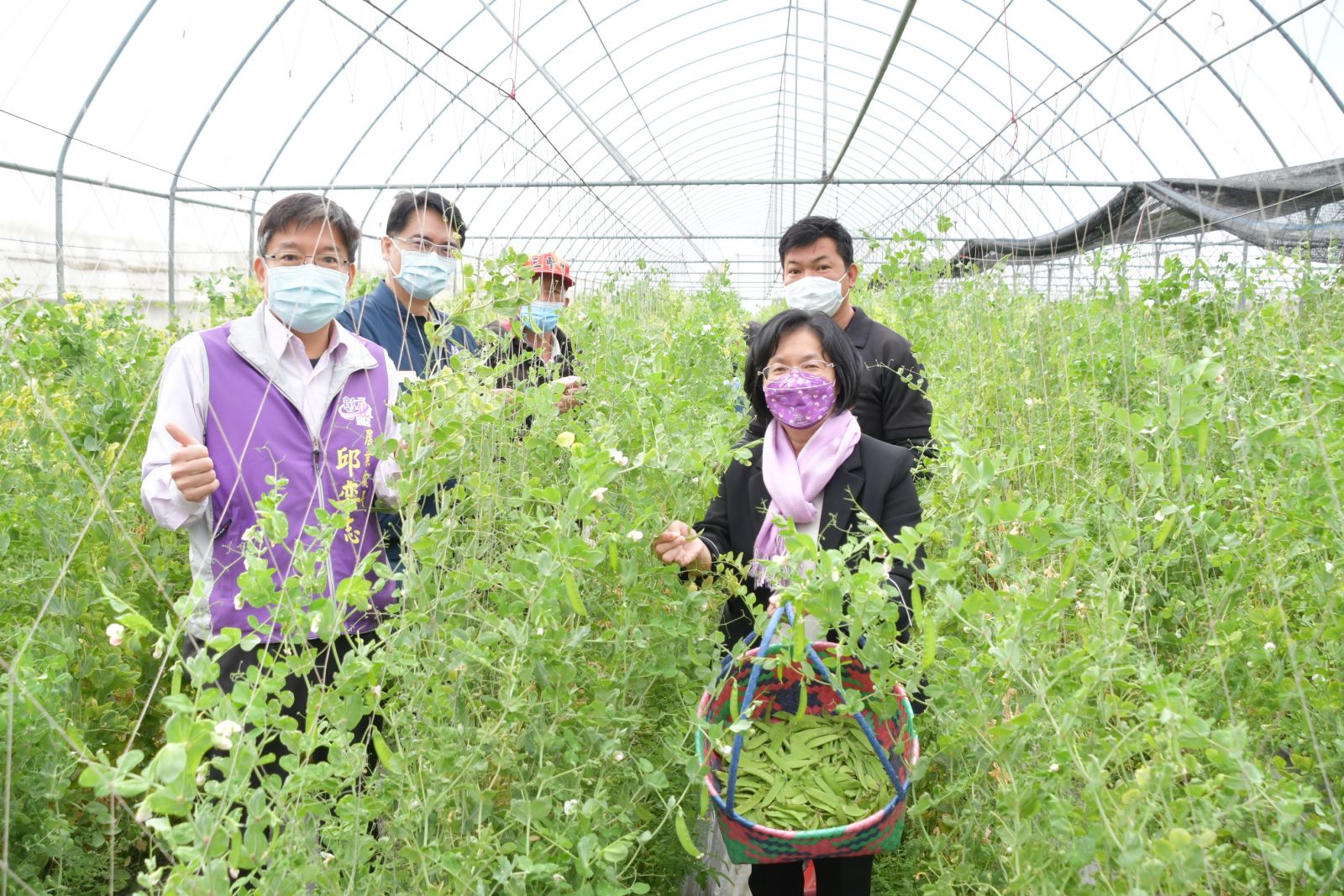 影／「青」勢力顛覆傳統 青農林嘉興溫室栽種無毒豌豆獲肯定　 - https://www.watchmedia01.com