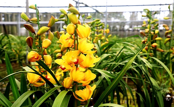 福虎生風迎新春~魚池虎頭蘭賀新年 虎年買盆虎頭蘭 福氣啦! - https://www.watchmedia01.com