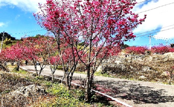 新年走春必訪熱點「南投國姓鄉九份二山賞櫻趣 & 小農市集」 - https://www.watchmedia01.com