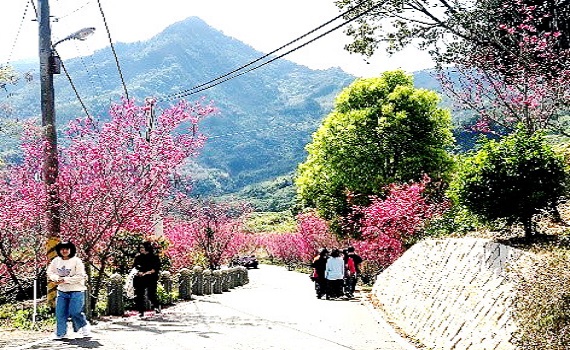 新年走春必訪熱點「南投國姓鄉九份二山賞櫻趣 & 小農市集」 - https://www.watchmedia01.com