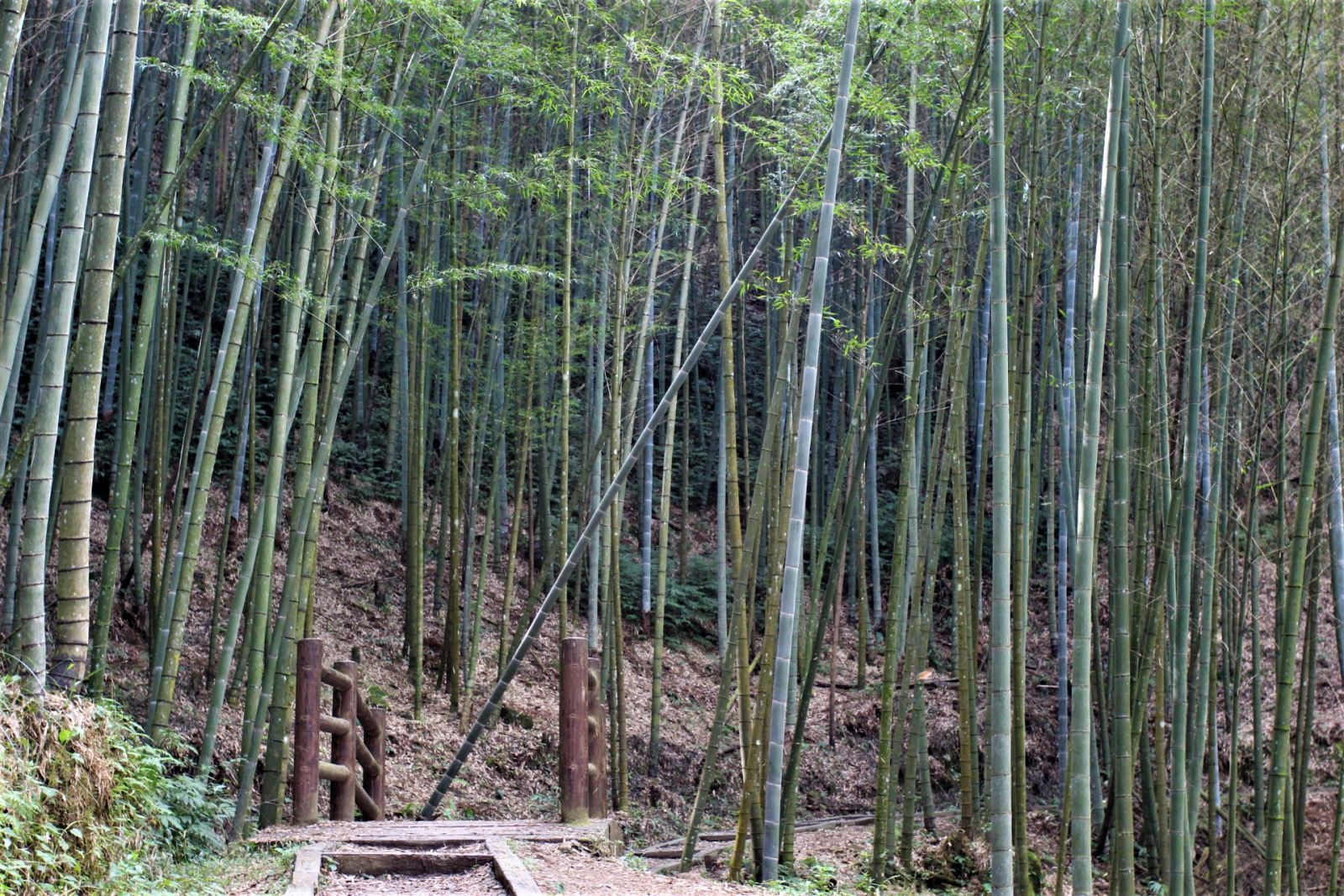 草嶺石壁竹創森林療育成果 打造雲林健康休閒觀光亮點 - https://www.watchmedia01.com