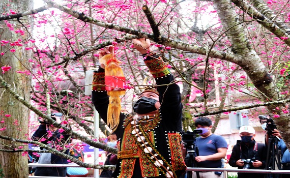 對櫻彈琴好言好語稱讚櫻花 九族櫻花祭開始了 - https://www.watchmedia01.com