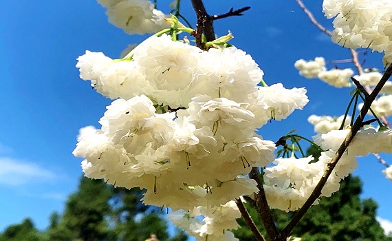對櫻彈琴好言好語稱讚櫻花 九族櫻花祭開始了 - https://www.watchmedia01.com