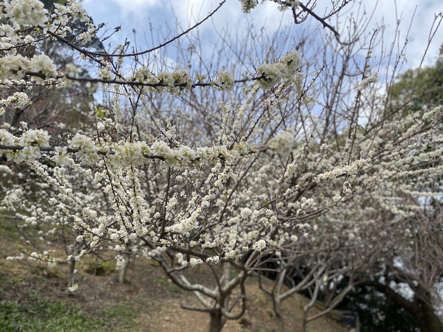 影／極浪漫！花壇虎山巖李花大爆發　枝頭白皚皚彷彿鋪上白雪 - https://www.watchmedia01.com