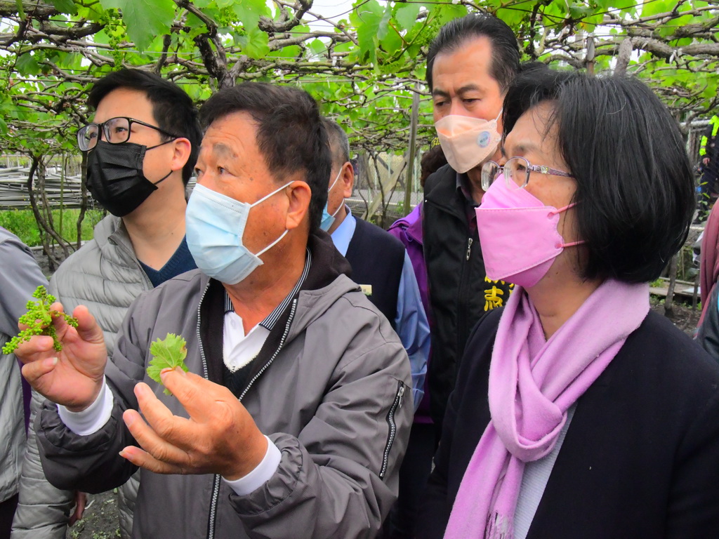 寒雨走了葡萄傷了 彰化葡萄產地嚴重寒害王惠美縣長勘災 - https://www.watchmedia01.com